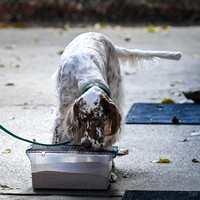 Scentwork_UKC_Banff_12-15-24_Burried_003