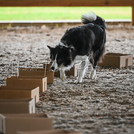 UKC_Nosework_SIRE_11-3-24_008
