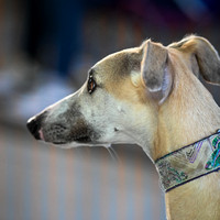 UKC_Nosework_SIRE_3-16-25_Containers_015