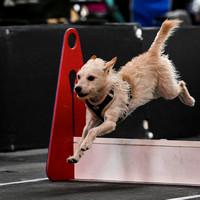 Flyball_WizardofOz_11-2-24_1019
