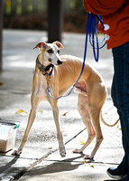 Scentwork_UKC_Banff_12-15-24_Burried_012
