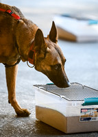 AKC_Nosework_Banff_1-19-25_Burried_365_5x7001