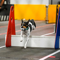 FlyBall_Wizard_of_Oz_Baytown_11-2-24_619