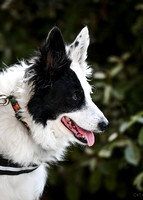 UKC_Nosework_SIRE_3-15-25_Exterior_12