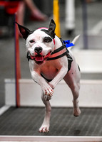 FlyBall_Wizard_of_Oz_Baytown_11-2-24_021