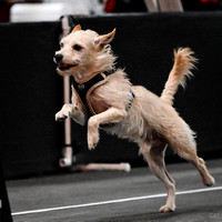 Flyball_WizardofOz_11-2-24_1021