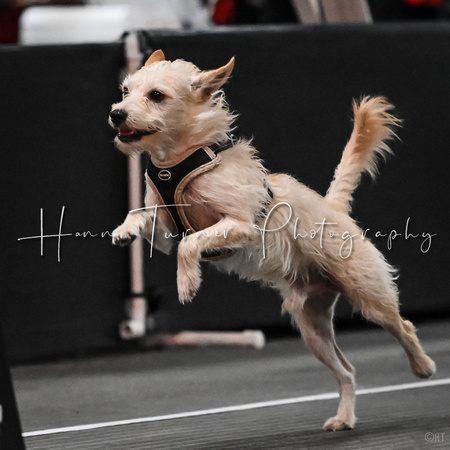 Flyball_WizardofOz_11-2-24_1021