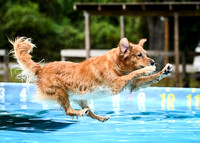 DockDiving_SplashPaws_11-4-24_011