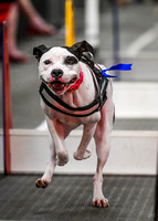 FlyBall_Wizard_of_Oz_Baytown_11-2-24_020