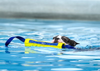 DockDiving_SplashPaws_11-4-24_021