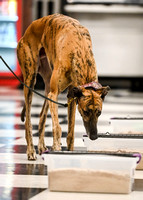 Scentwork_Leonberger_NCS_11-16-24_Interior_004