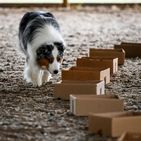 UKC_Nosework_SIRE_11-3-24_021