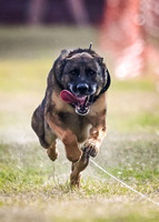 FastCAT Leonberger Group SUNDAY 9-22-24 Part II