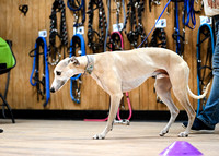 UKC_Nosework_SIRE_3-16-25_Interior_011