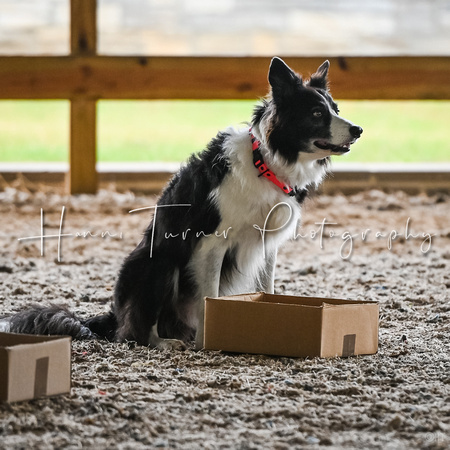 UKC_Nosework_SIRE_11-3-24_015