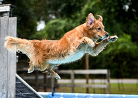 DockDiving_SplashPaws_11-4-24_009