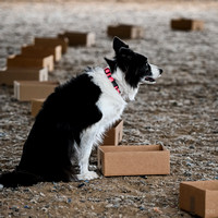 UKC_Nosework_SIRE_11-3-24_017