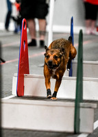 Flyball_WizardofOz_11-2-24_1013