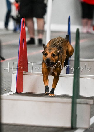Flyball_WizardofOz_11-2-24_1013