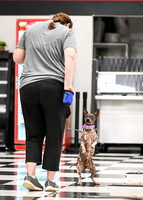 Scentwork_Leonberger_NCS_11-16-24_Interior_015
