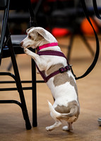 AKC_Nosework_Banff_1-19-25_Interior_07