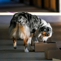 UKC_Nosework_SIRE_3-16-25_Containers_009