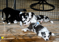 DockDiving_SplashPaws_4-4--25_012