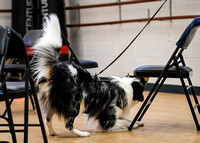 AKC_Nosework_Banff_1-19-25_Interior_13