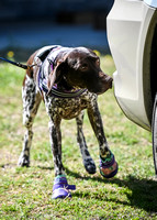 UKC_Nosework_SIRE_3-16-25_Colby003
