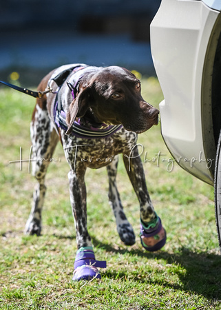 UKC_Nosework_SIRE_3-16-25_Colby003