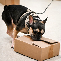 Scentwork_HAk9_MCRBTC_4-6-25_Containers_003
