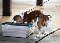 Scentwork_UKC_Banff_12-15-24_Burried_018