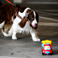 Scentwork_Leonberger_NCS_11-16-24_Exterior_004