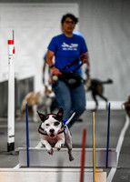 FlyBall_Wizard_of_Oz_Baytown_11-2-24_012