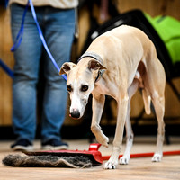 UKC_Nosework_SIRE_3-16-25_Interior_015