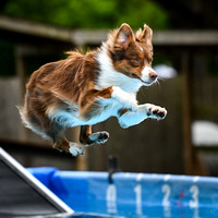 Dockdiving_Splashpaws_4-3-25_030