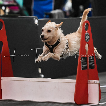 Flyball_WizardofOz_11-2-24_1018