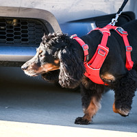 UKC_Nosework_SIRE_3-16-25_Vehicles_017