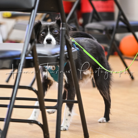 AKC_Nosework_Banff_1-19-25_Interior_23