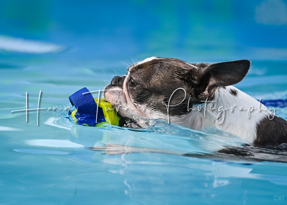 DockDiving_SplashPaws_11-4-24_018