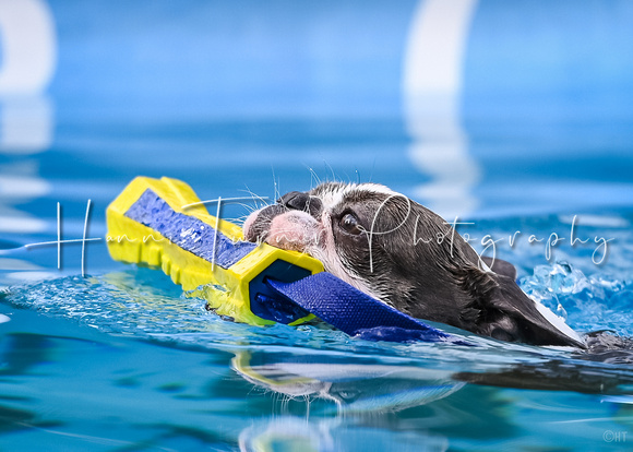 DockDiving_SplashPaws_11-4-24_024