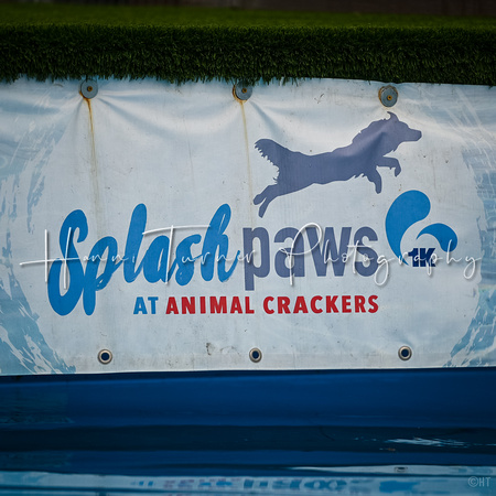 Dockdiving_Splashpaws_4-3-25_018