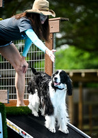 DockDiving_SplashPaws_4-4--25_014