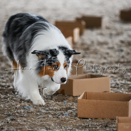 UKC_Nosework_SIRE_11-3-24_023