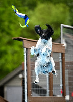 Dockdiving_Splashpaws_4-3-25_004