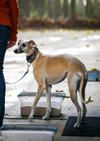 Scentwork_UKC_Banff_12-15-24_Burried_011