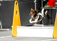 Flyball_WizardofOz_11-2-24_1065