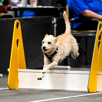 Flyball_WizardofOz_11-2-24_1033