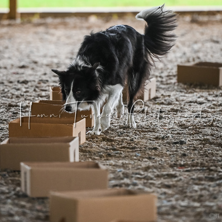 UKC_Nosework_SIRE_11-3-24_009