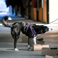 UKC_Nosework_SIRE_3-16-25_Containers_021